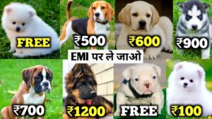 PETS WHATSAPP GROUP LINK पेट्स वाट्सएप ग्रुप लिंक